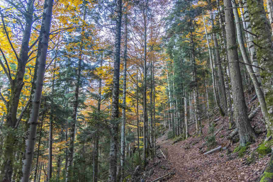 Huesca - parque nacional de Ordesa y Monte Perdido - valle de Ordesa 72 - sendero Turieto Alto.jpg